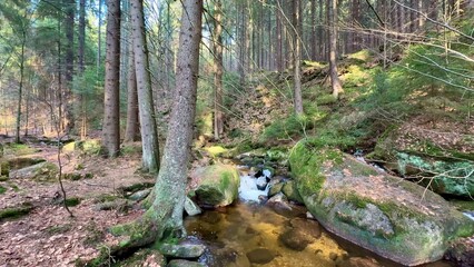 A Serene and Picturesque Forest Stream with Smooth Rocks Surrounded by Lush, Greenery
