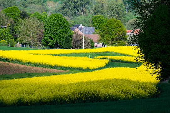Colorful agriculture fields with yellow colza in Korbeek-Dijle, Flemish Brabant, Belgium