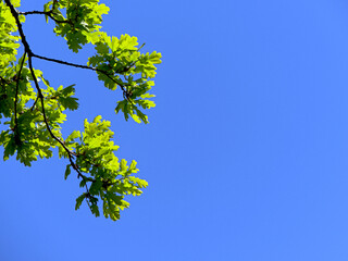 branch of an oak tree with young green leaves against a blue sky, attractive nature photo with lots...
