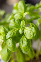 Close up of fresh basil plant