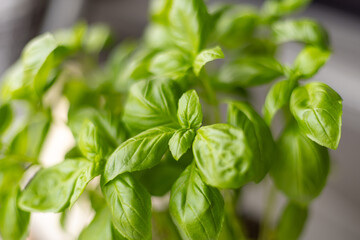 Close up of fresh basil plant