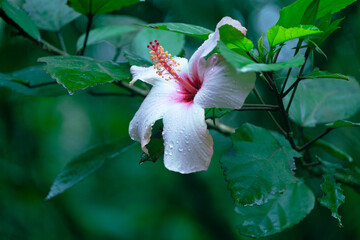 pink lily in the garden
