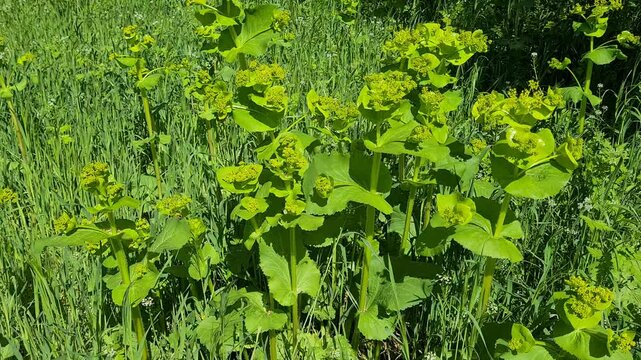 natural plant videos, wild flower videos.