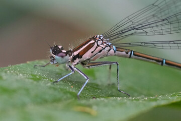 Closeup on a female Common azure blue damselfly or bluet, Coenagrion puella