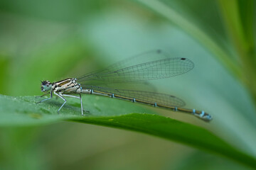 Closeup on a female Common azure blue damselfly or bluet, Coenagrion puella
