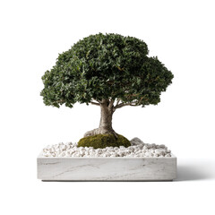 Fototapeta premium Bonsai tree miniature zen garden japanese art nature plant growth trunk foliage stone