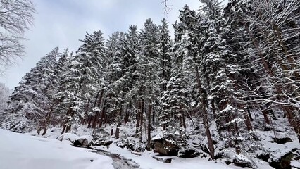 The breathtaking Snowy Forest Landscape showcases the beauty of winter in all its glory
