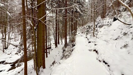Breathtaking Snowy Forest Trail Surrounded by Beautiful Evergreen Trees and Rocks