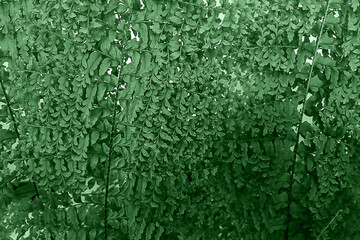 Lush green fern foliage depicting nature's intricate beauty and freshness