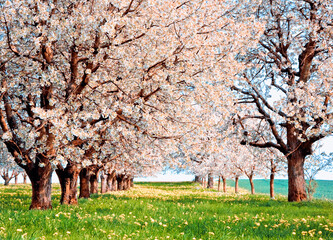 Rows of Cherry blossom trees in bloom in an orchard in spring, Aargau, Switzerland