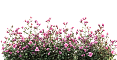 Pink flower shrub with green foliage on black, cut out transparent