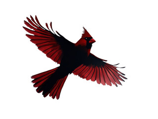 Obraz premium Northern Cardinal Silhouette PNG