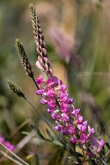 Vibrant pink wildflowers blooming in a sunny meadow during springtime