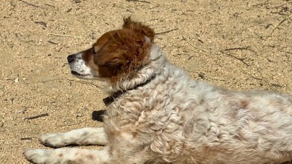 A delightful dog is seen today relaxing comfortably on a warm, soft, and sandy ground