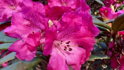 The Vibrant Pink Rhododendron Blossoms are Beautifully Displayed in Full Bloom and Thrive