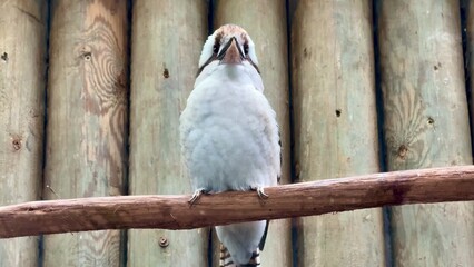 Observe the Kookaburra, a stunning bird confidently perched on a branch in breathtaking detail