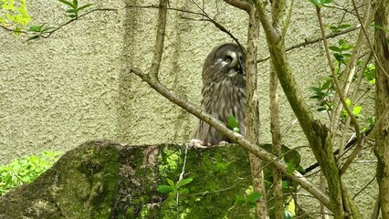 A Beautiful Owl in Nature A Captivating Scene Depicting Wildlife in Their Habitat
