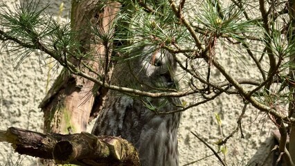 A Gray Owl skillfully hiding among branches within its natural habitat in the wild nature scenery