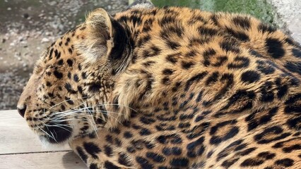 CloseUp of a Beautiful Leopard Relaxing Comfortably in the Warm Sunlight Outdoors