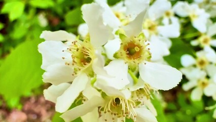 Stunning and Beautiful White Flowering Plants are in Blooming Nature All Around Us