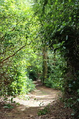 Obraz premium Path through a woodland in spring