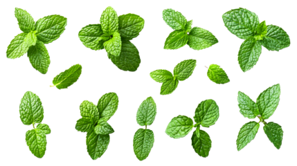 Spearmint herb fresh ingredient isolated against dark, cut out transparent