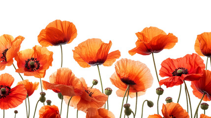 Vibrant backlit orange poppy blossoms against dark background, cut out transparent