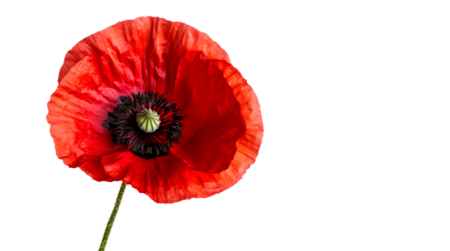 Scarlet poppy flower isolated over black area, cut out transparent