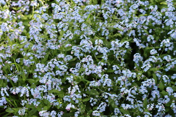 Masses of blue forget me not flowers