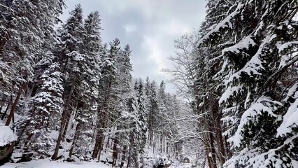 A Snowy Winter Forest Landscape featuring Tall Trees in a breathtaking scene of nature