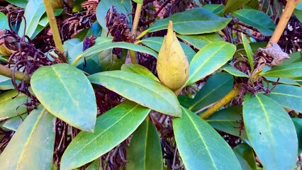 Exquisite Rhododendron Blossoms in Their Various Stages of Growth and Development