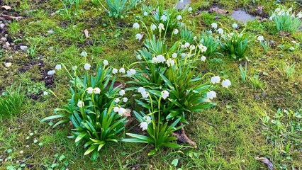Charming and Delicate Snowdrop Flowers Delightfully Blooming in a Lush Green Setting