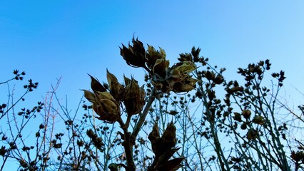Fragrant Blooms Set Against a Beautiful Sky Canvas, Creating a Stunning Visual Experience