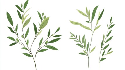 Obraz premium Olive branches, leaves, illustration, white background, design element
