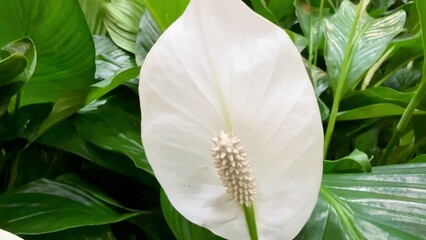 Obraz premium The Elegant White Peace Lily Thrives Beautifully While Flourishing Among Lush Greenery