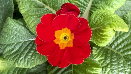 Witness the Beautiful Vibrant Red Primrose Flower Blooming Amidst Fresh Green Leaves