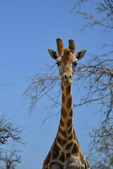 Tall harmless elegant African giraffe makes for a striking mammal