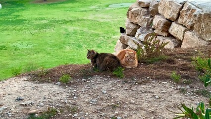 Two cute cats relax by a stone wall in a green landscape with flowers and gentle breezes