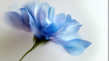   A blue flower against a white backdrop, blurred blue flower photo