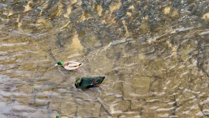 Ducks Swimming Gracefully in a Beautifully Tranquil Pond Surrounded by Natural Scenery