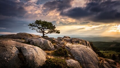 solitary tree on rocky outcrop against dramatic cloudy sky
