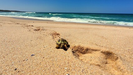 A cute Baby Turtle sets off on its journey across the beach to reach the ocean for a new life
