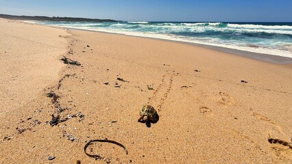 Turtle Tracks on a Sunny Beach Surrounded by Beautiful Ocean Waves Under the Sunlight