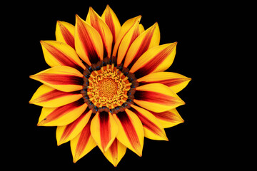 Yellow, orange and red flower