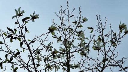 A Magnolia Tree Blossoming Beautifully Against the Bright Blue Sky Above Us Today