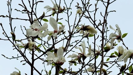 Magnolia branches, adorned with delicate blossoms, bloom beautifully against a soft, pastel sky