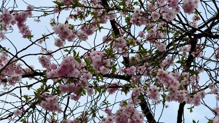 The Beautiful Cherry Blossom Canopy that Flourishes in Spring is Truly Magnificent