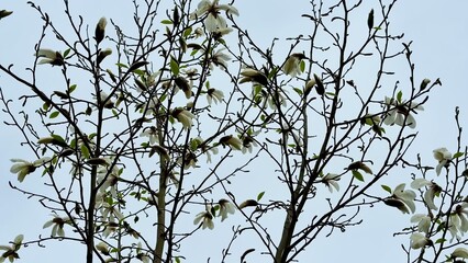 Magnolia Trees Are Blooming Vibrantly Against a Beautifully Clear Blue Sky Above, Shining Brightly