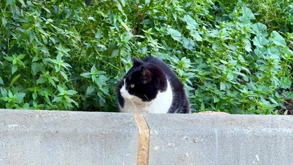 An Inquisitive Black and White Cat Intently Gazing Among the Lush Greenery Nearby