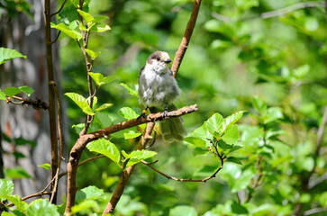 A Grey Jay or also known as a Canada Jay on Vancouver Island, BC, Canada